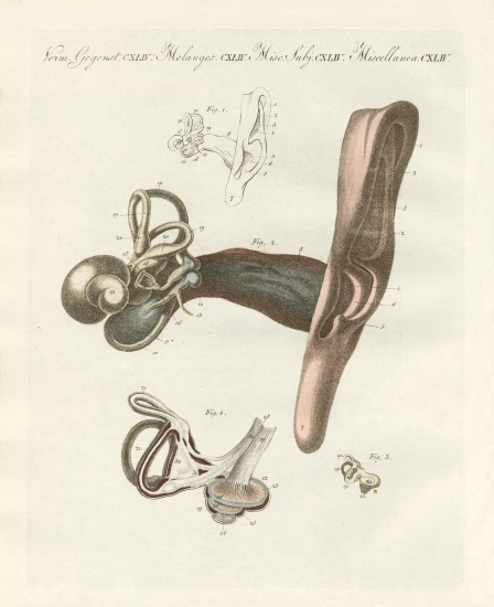 The hearing organ illustrated through the human ear from German School, (19th century)
