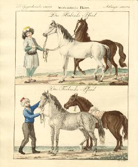 The horse with its different kinds