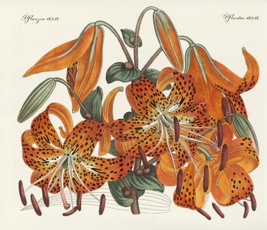 The Japanese Tiger Lily from German School, (19th century)