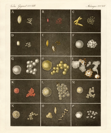 The pollen or pollen of plants from German School, (19th century)