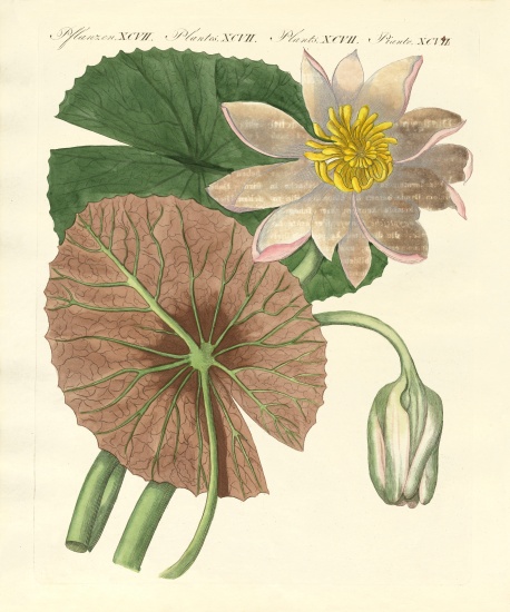 The real lotus plant from German School, (19th century)