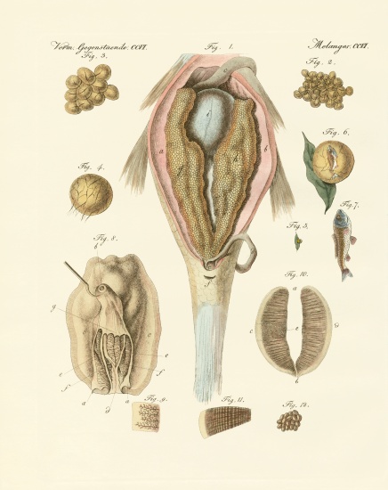 The roe or ovarium of the carps and painter's mussel, or the evolution of the fish and the painter's from German School, (19th century)