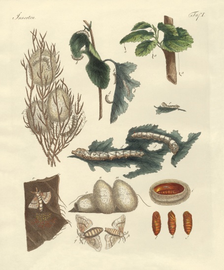 The silkworm from German School, (19th century)