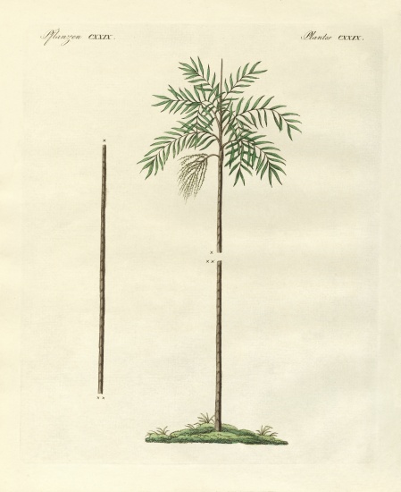 The slim palm of New Ireland from German School, (19th century)