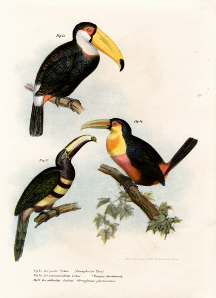 Toco Toucan from German School, (19th century)
