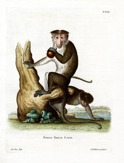 Toque Macaque from German School, (19th century)
