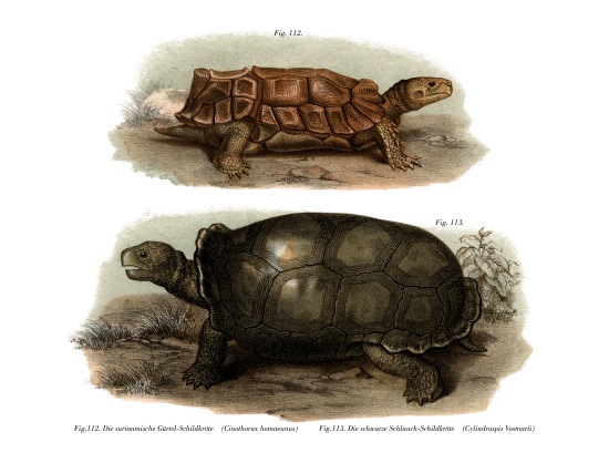 Tortoise from German School, (19th century)