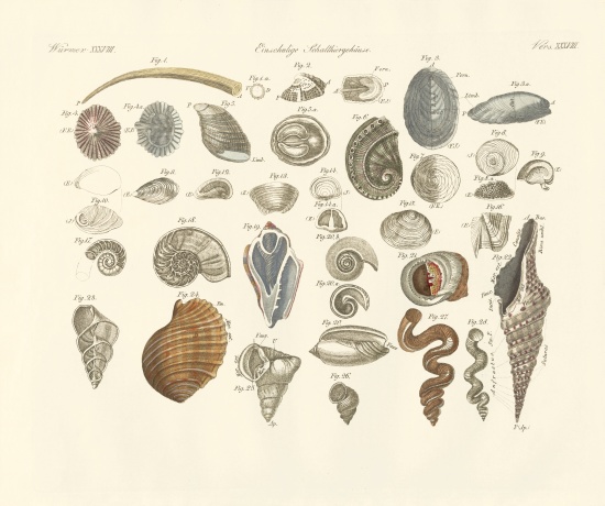 Univalve animals or worm casing from German School, (19th century)