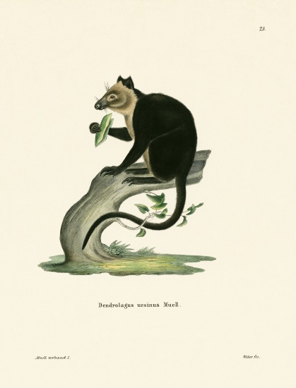 Ursine Tree Kangaroo from German School, (19th century)