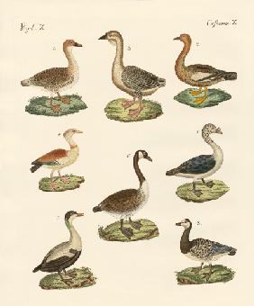 Various kinds of geese