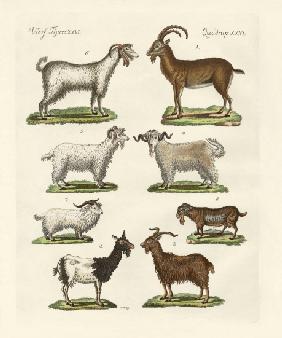 Various kinds of goats and bucks