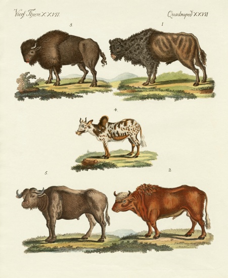 Various kinds of oxen from German School, (19th century)