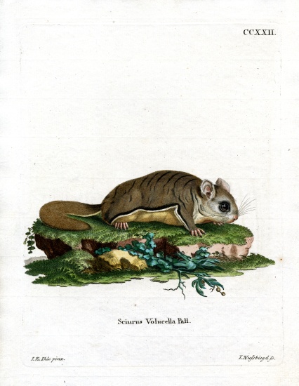 Virginian Flying Squirrel from German School, (19th century)