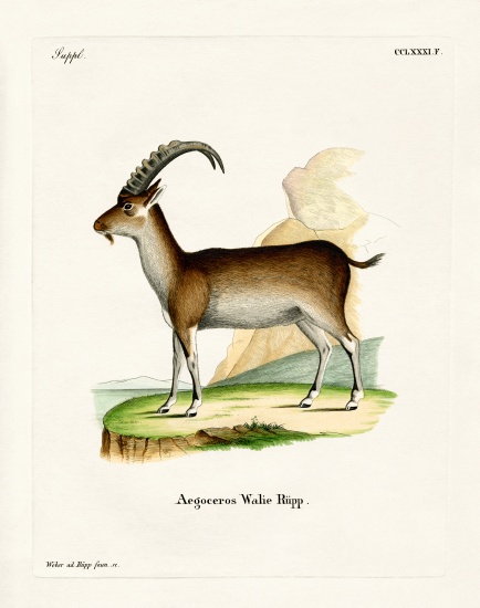 Walia Ibex from German School, (19th century)