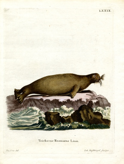 Walrus from German School, (19th century)