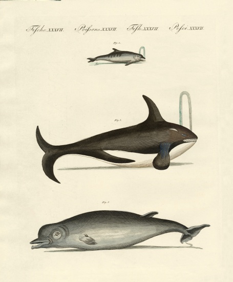 Whales and dolphins from German School, (19th century)