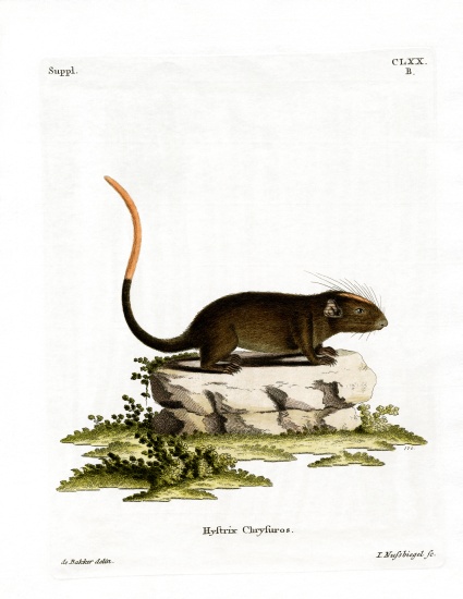 White-faced Spiny Tree-rat from German School, (19th century)