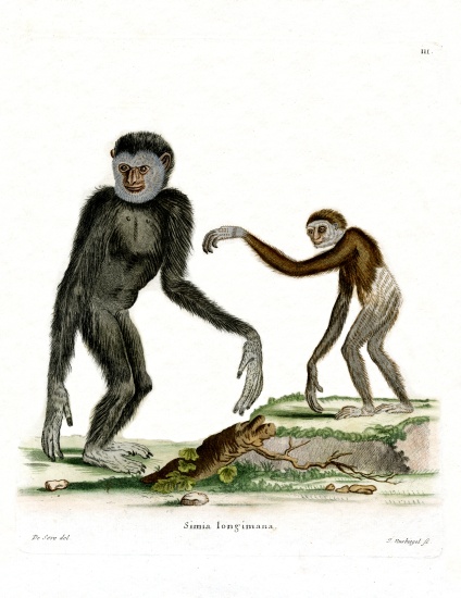 White-handed Gibbon from German School, (19th century)