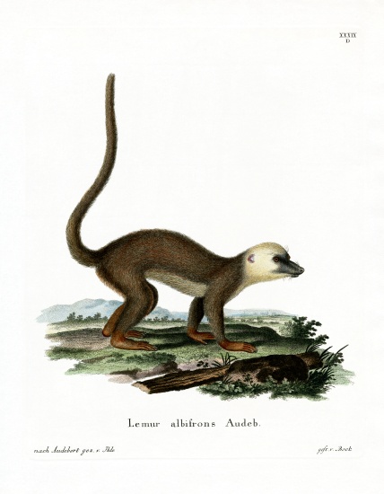 White-headed Lemur from German School, (19th century)