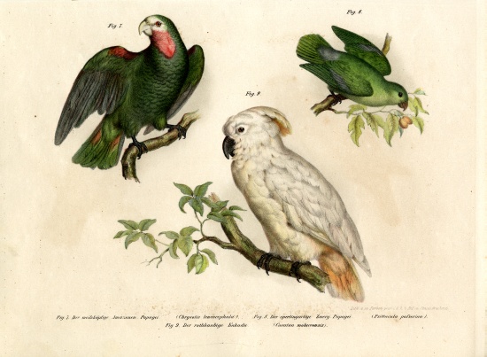 White-headed Parrot from German School, (19th century)
