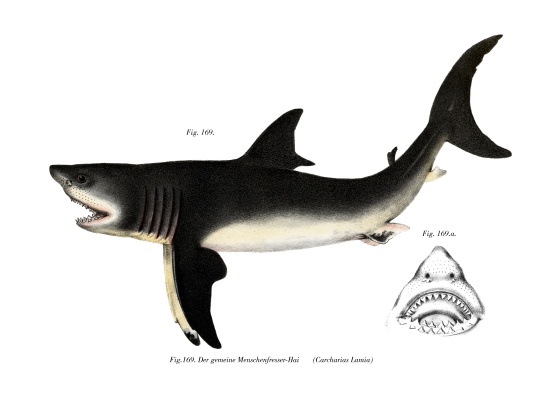 White Shark from German School, (19th century)