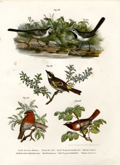 White Wagtail from German School, (19th century)