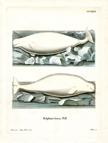 White Whale from German School, (19th century)