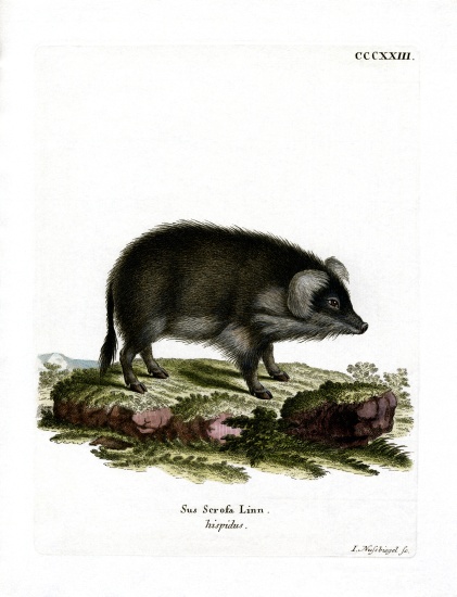 Wild Boar from German School, (19th century)