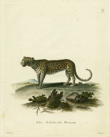 Wild Cat from German School, (19th century)