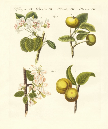 Wild kinds of fruits from German School, (19th century)