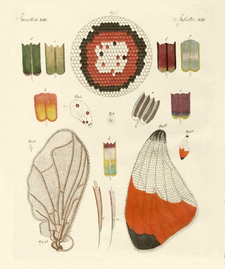 Wing of a butterfly from German School, (19th century)