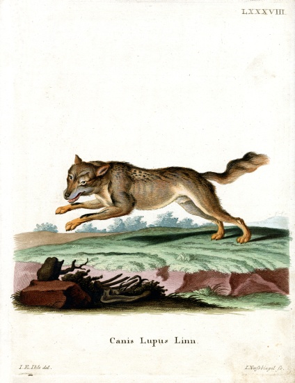 Wolf from German School, (19th century)