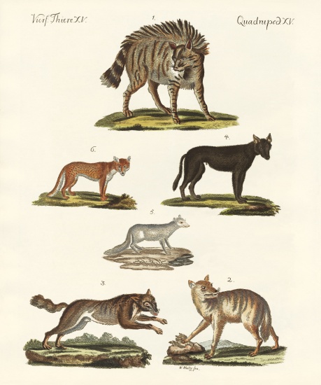 Wolves and foxes from German School, (19th century)
