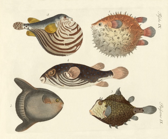 Wonderful fish from German School, (19th century)
