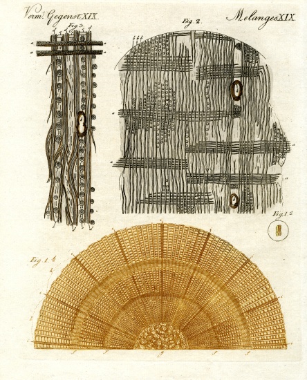 Wood anatomy from German School, (19th century)
