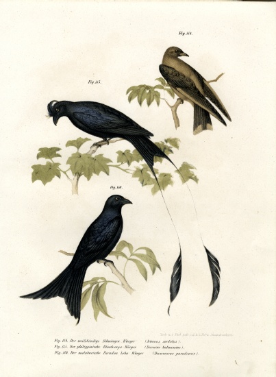 Wood Swallow from German School, (19th century)