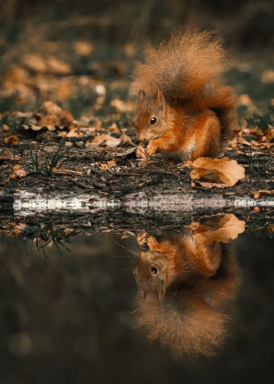 Spiegelung eines roten Eichhörnchens