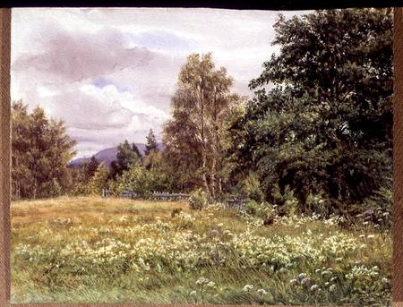 Meadow-sweet near Polchar, Aviemore, Scotland from Gertrude Martineau