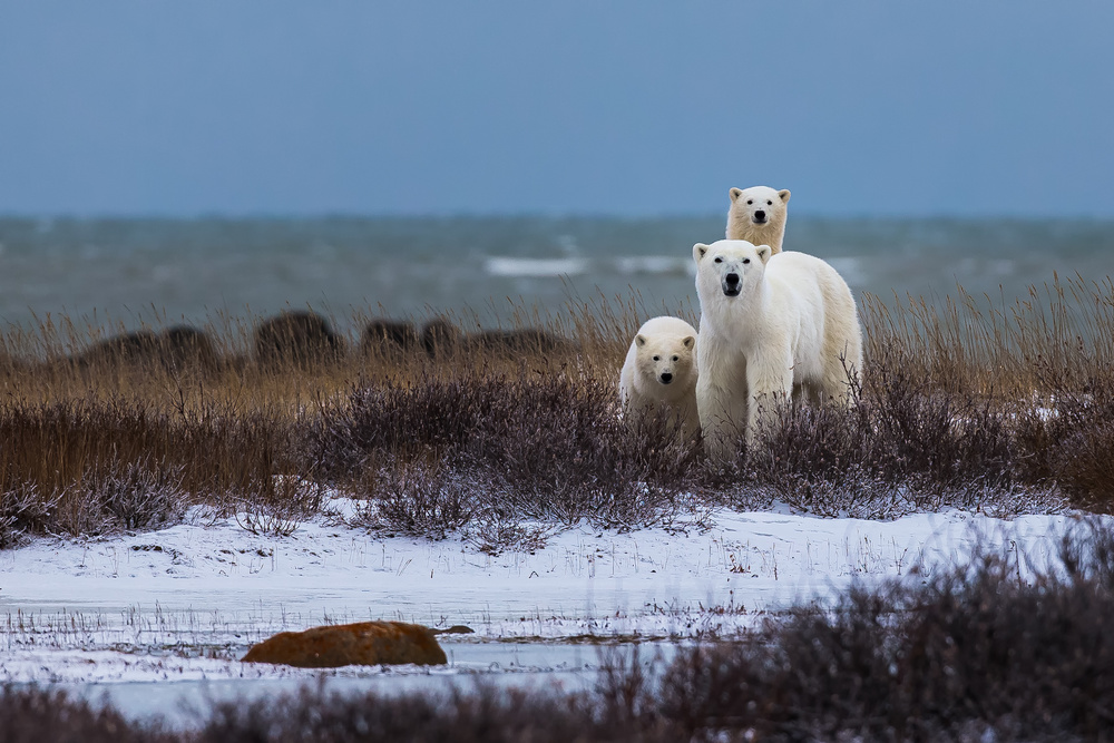 Bärenmutter mit Jungen,im Hintergrund die Hudson Bay from Giorgio Disaro