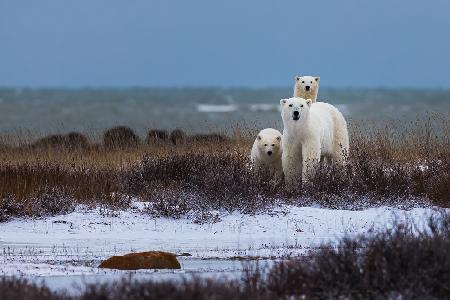 Bärenmutter mit Jungen,im Hintergrund die Hudson Bay