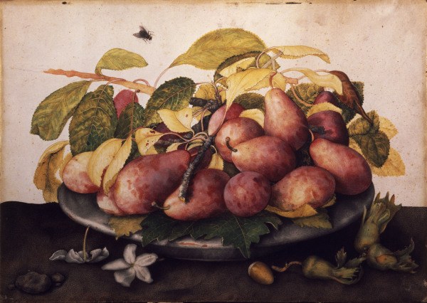 Dish with plums & hazelnuts / Garzoni from Giovanna Garzoni