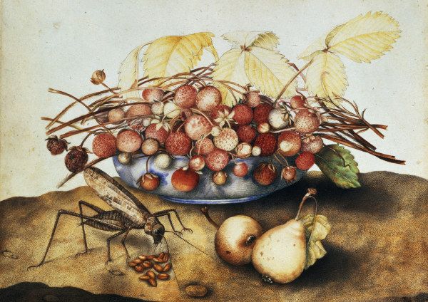 G.Garzoni, Schale mit Erdbeeren from Giovanna Garzoni