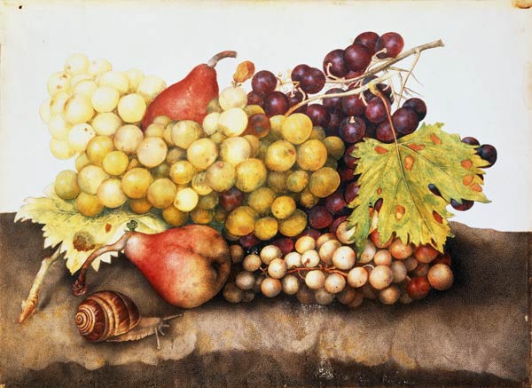 G.Garzoni / Still life with grapes. from Giovanna Garzoni