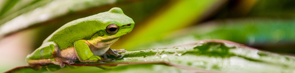 Giulio Catena - Australian Tropical Frog 2 as an art print on demand