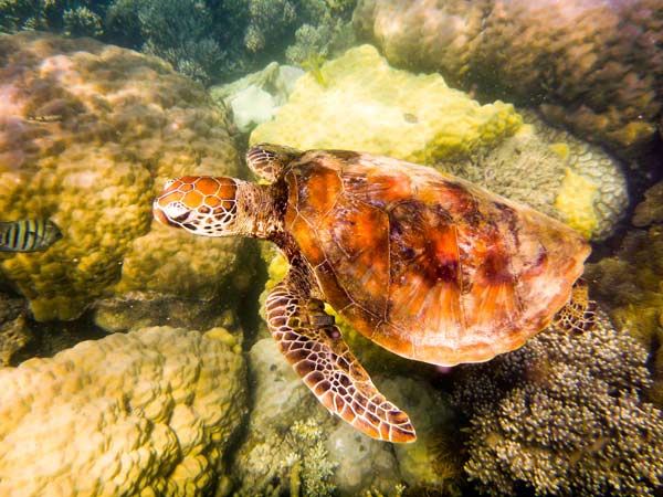 Australian Tropical Reef Turtle 2 from Giulio Catena
