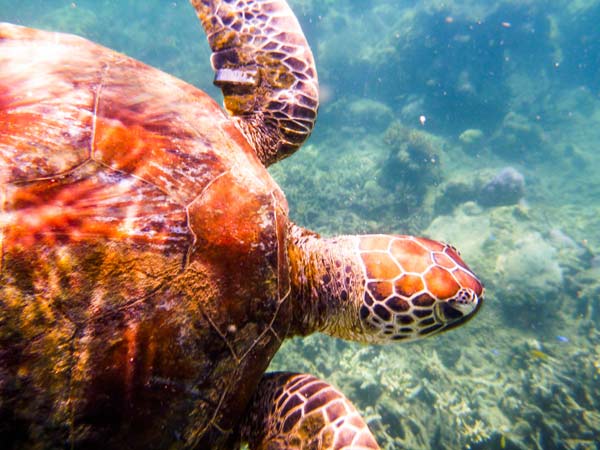 Australian Tropical Reef Turtle 3 from Giulio Catena