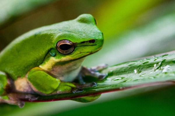 Australian Tropical Frog 1
