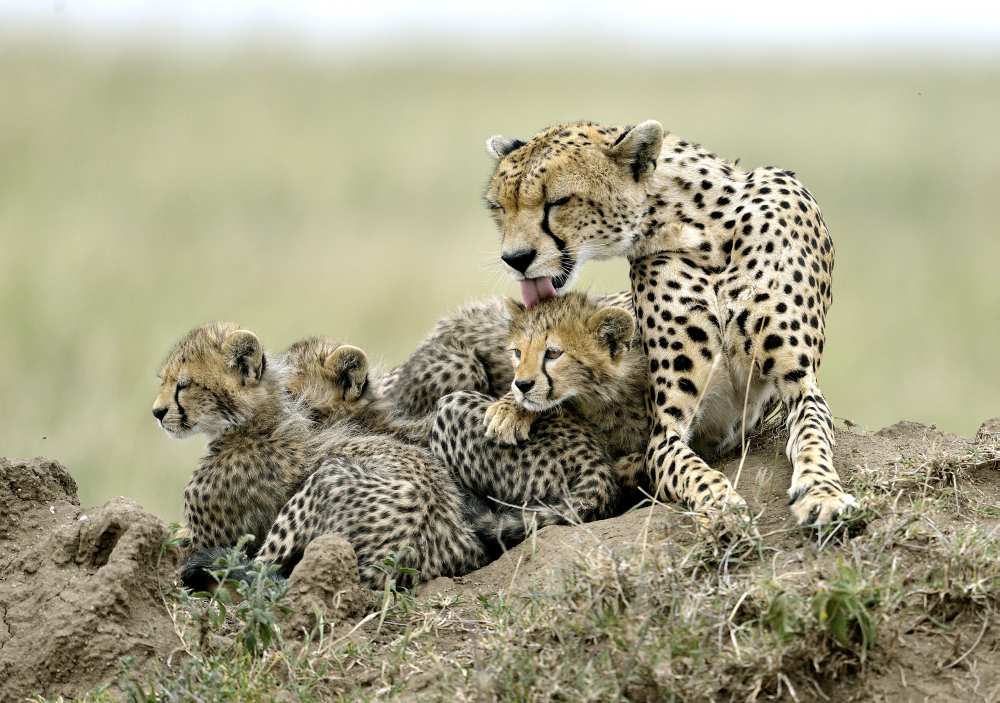 Cheetahs from Giuseppe D 'Amico