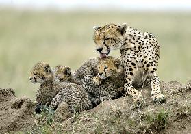 Cheetahs