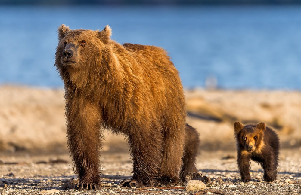 Bärenmutter mit ihren Jungen from Giuseppe DAmico